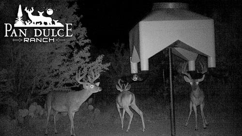 Pan Dulce Ranch