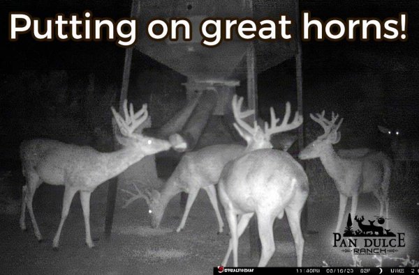 Pan Dulce Ranch